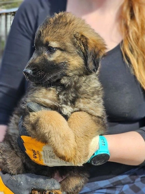 wunderschöner Welpenjunge "Taylor" sucht ein liebevolles Zuhause Bild 4