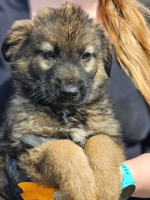 wunderschöner Welpenjunge "Taylor" sucht ein liebevolles Zuhause Bild 3