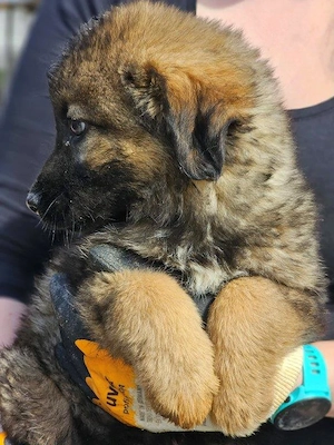 wunderschöner Welpenjunge "Taylor" sucht ein liebevolles Zuhause Bild 5