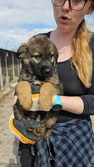 wunderschöner Welpenjunge "Taylor" sucht ein liebevolles Zuhause Bild 8
