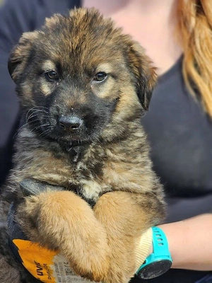 wunderschöner Welpenjunge "Taylor" sucht ein liebevolles Zuhause Bild 9