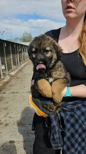 wunderschöner Welpenjunge "Taylor" sucht ein liebevolles Zuhause Bild 7