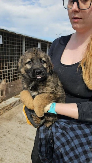 wunderschöner Welpenjunge "Taylor" sucht ein liebevolles Zuhause Bild 2