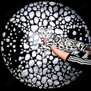 Clan Verox Bengal Kitten mit Ausdruck, Kraft und Charakter