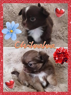 Chihuahua Welpen reinrassig 