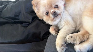 Pomeranian zwergspitz