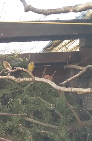 Girlitz (serinus serinus )