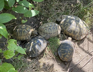 Landschildkröten aus privater Haltung abzugeben