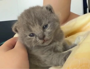 Reinrassig Bkh blue kitten