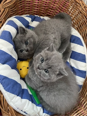 BKH Kitten nur noch ein weibchen zu haben    Bild 4