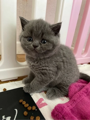 BKH Kitten nur noch ein weibchen zu haben    Bild 3