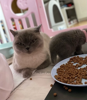 BKH Kitten nur noch ein weibchen zu haben   