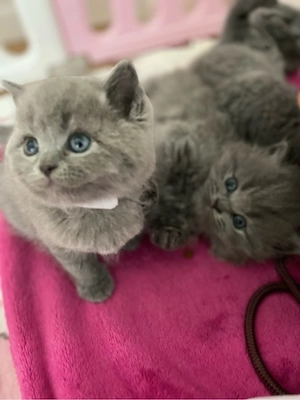 BKH Kitten nur noch ein weibchen zu haben    Bild 2