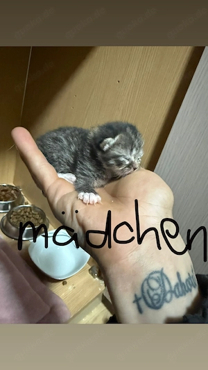 Bkh Perser mix kitten