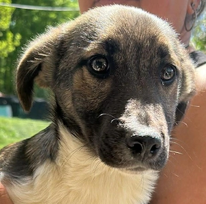 Anton, zuckersüßer, kleiner Hundemann sucht Körbchen