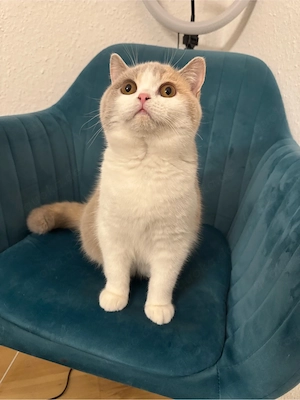 BKH Katze mit Stammbaum