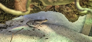 2 Bartagamen inkl Terrarium