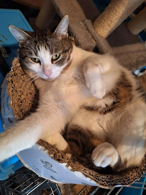 Kater   Katze, kastriert, verschmust