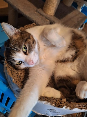 Kater   Katze, kastriert, verschmust Bild 8