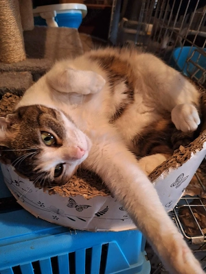 Kater   Katze, kastriert, verschmust Bild 4