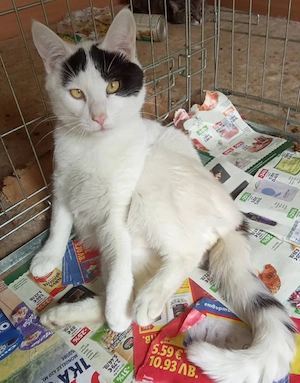 Charmanter Kater Katze mit ungewöhnlicher Zeichnung, kastriert