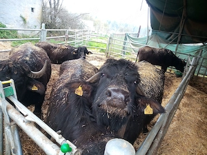 Bio Demeter Wasserbüffel