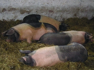 Bio Demeter Schweine Eber