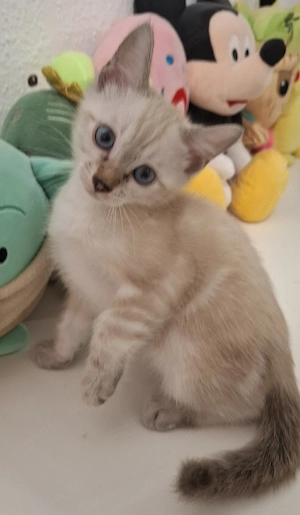 Reinrassige Bengal Kätzchen mit Stammbaum 