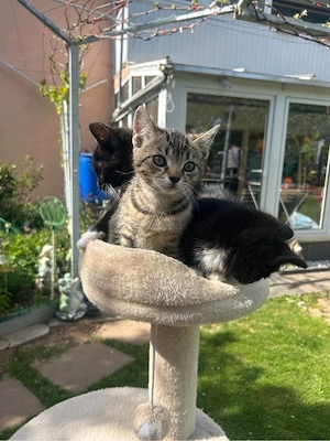 Babykatzen