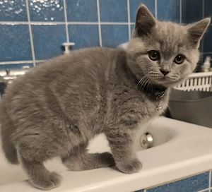Britisch Kurzhaar kitten 