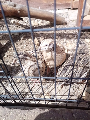  Weibliche Legewachteln 