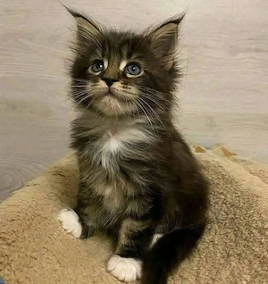 Maine-Coon-Kätzchen