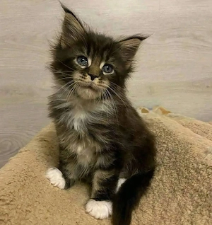 Männliche und weibliche Maine-Coon-Kätzchen verfügbar
