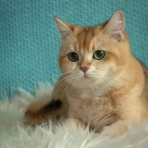 Wunderschöne Maine-Coon-Kätzchen abzugeben
