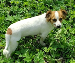 ILA - sanfte Seele sucht ihre Menschen