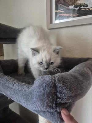 Kitten Bkh- Blh Bild 5