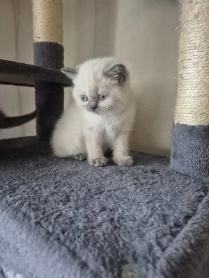 Kitten Bkh- Blh Bild 4