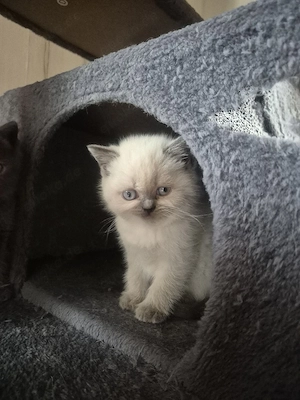 Kitten Bkh- Blh Bild 2