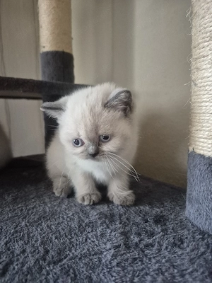 Kitten Bkh- Blh