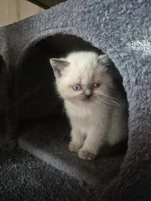Kitten Bkh- Blh Bild 3