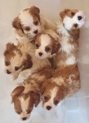  Wunderschöne Cavalier-King-Charles-Spaniel-Welpen mit Ahnentafel VDH-VK