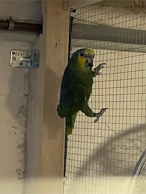 Blaustirnamazonen hahn 