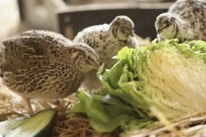 Suche Wachteln oder Kontakt zu Wachtelzüchtern