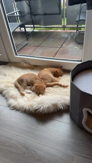 Katzen abzugeben