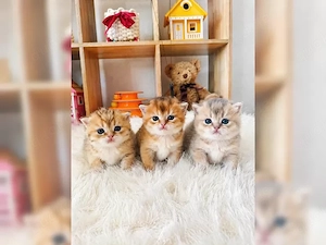 Reinrassige BKH Kitten mit Stammbaum!