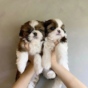 Diese kleinen Shih-Tzu-Welpen suchen ein neues Zuhause. Sie sind sehr verspielt, gut erzogen und hab