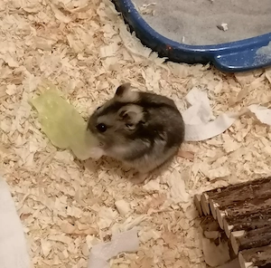 Zwerghamster Pepe aus Notstation sucht ein schönes Zuhause 