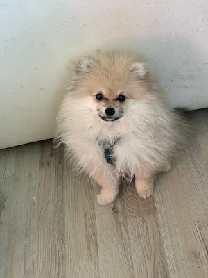 Pormerain zwergspitz welpe 