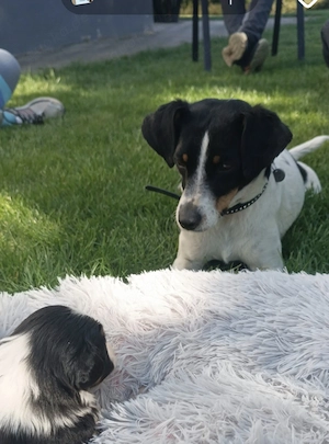 Jack Russel, Parson, Glatthaar 