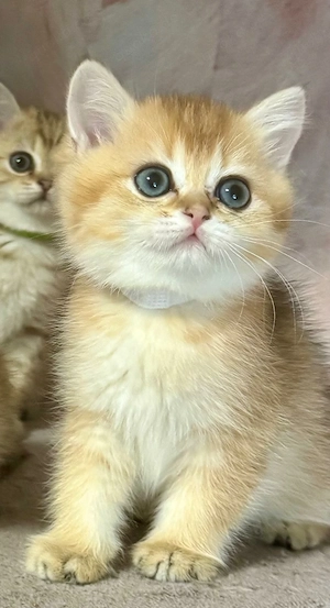 Reinrassige BKH Kitten 